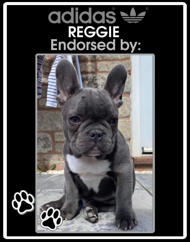 Personalised pet Adidas originals trainers / sneakers, using your pet`s photo