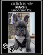 Personalised pet Adidas originals trainers / sneakers, using your pet`s photo